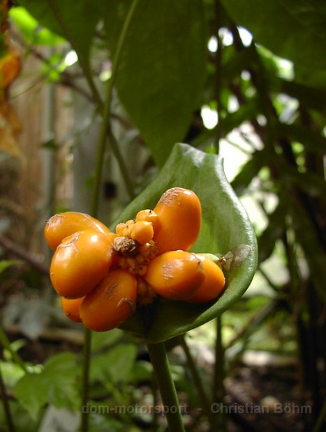 2009 Flora 017